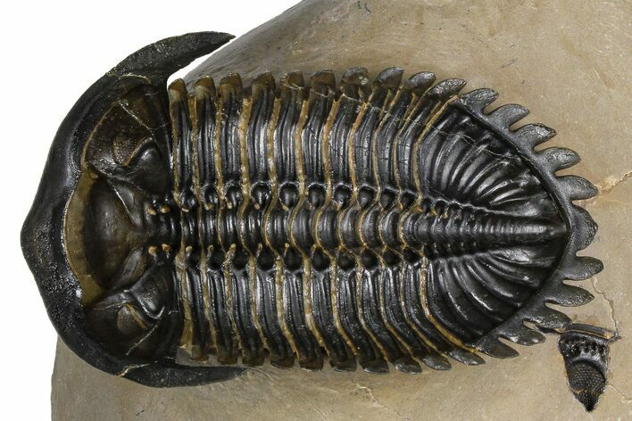 Ventrally-Prepared Hollardops Trilobite - Foum Zguid, Morocco #382847